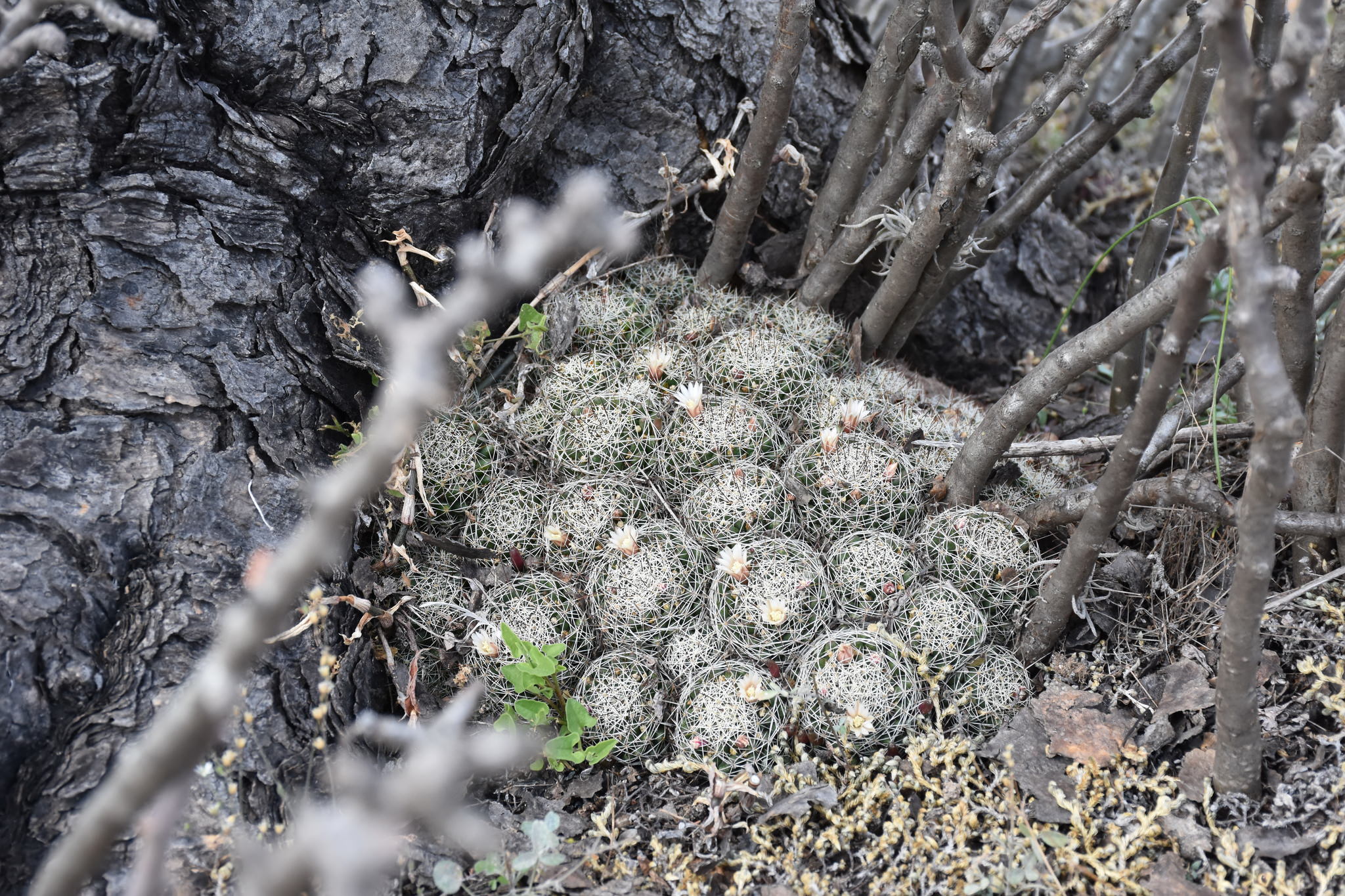 Mammillaria decipiens